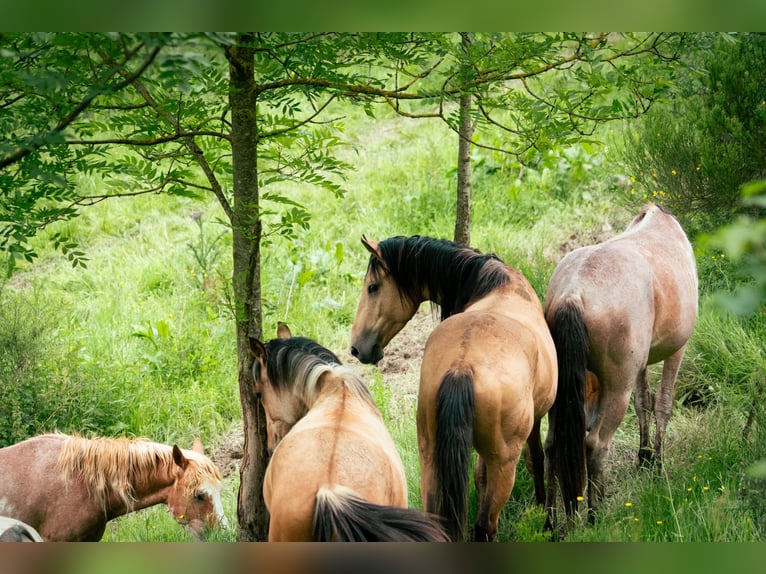 Berber Stallion 4 years 14,3 hh in goe