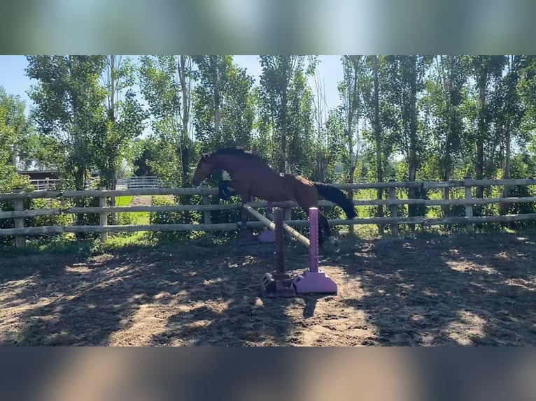 Berber Stallion 4 years 14,3 hh Brown in goe