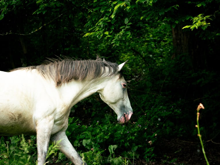 Berber Stallion 4 years 15,1 hh Brown Falb mold in Goe