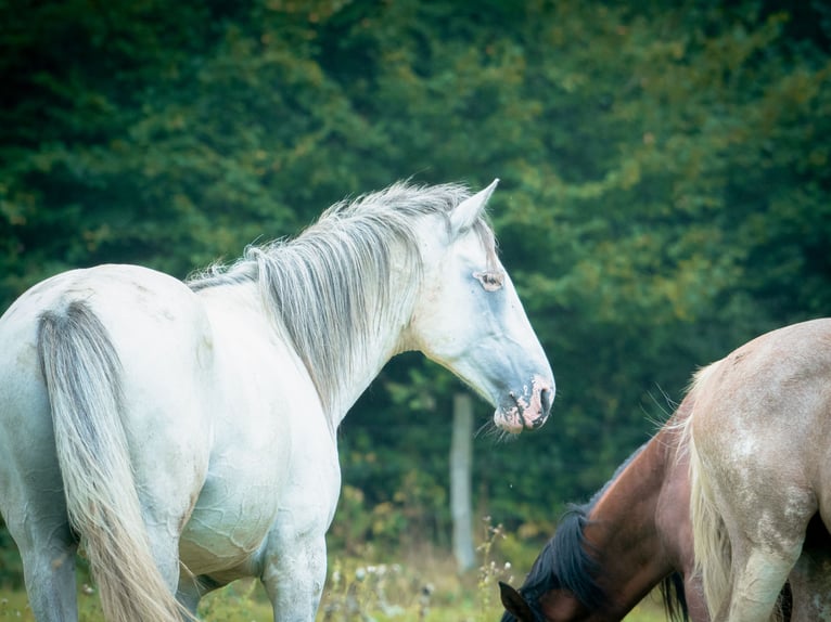 Berber Stallion 4 years 15,1 hh Brown Falb mold in Goe