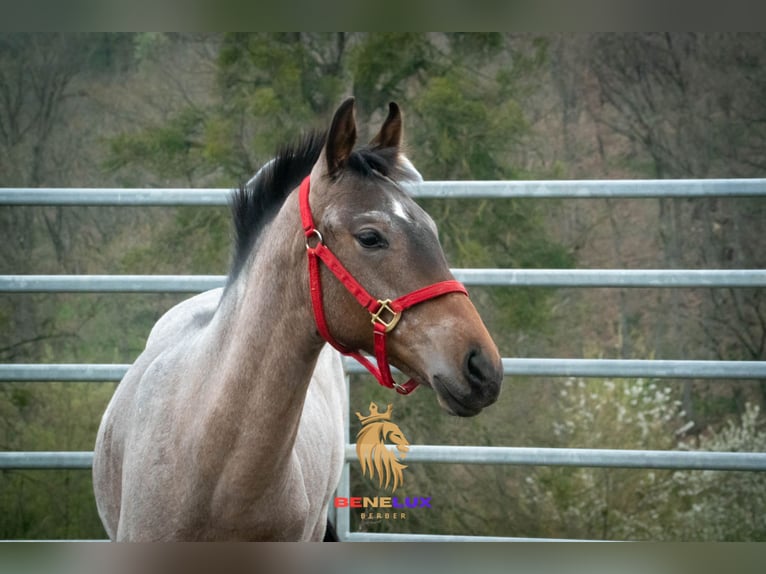 Berber Stallion 4 years 15.1 hh Roan-Blue in Goe