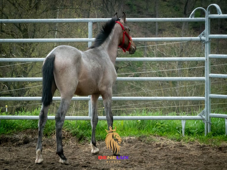 Berber Stallion 4 years 15.1 hh Roan-Blue in Goe