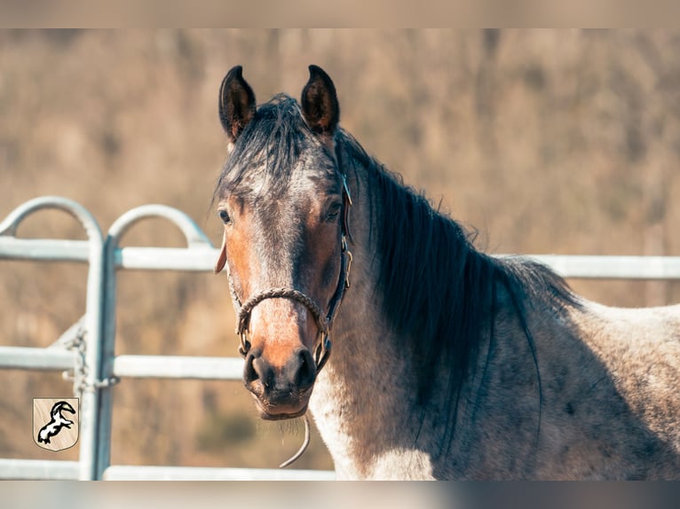 Berber Stallion 4 years 15.1 hh Roan-Blue in Goe