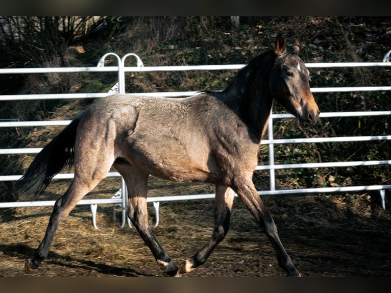 Berber Stallion 4 years 15.1 hh Roan-Blue in Goe