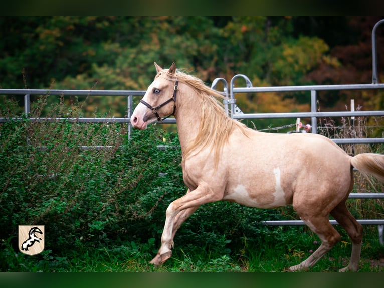 Berber Stallion 4 years 15.1 hh Sabino in Goé