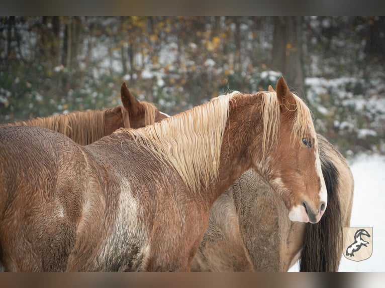 Berber Stallion 4 years 15 hh Sabino in Goe