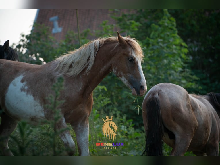 Berber Stallion 4 years 15 hh Sabino in Goe