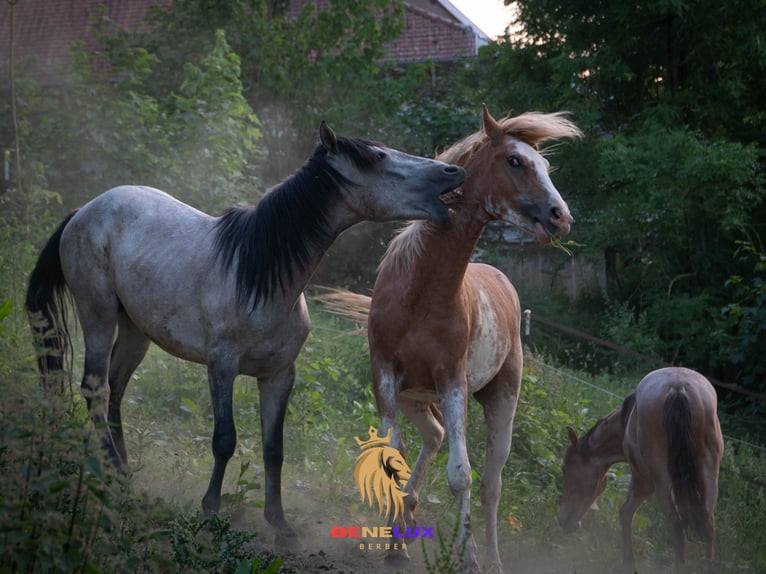 Berber Stallion 4 years 15 hh Sabino in Goe