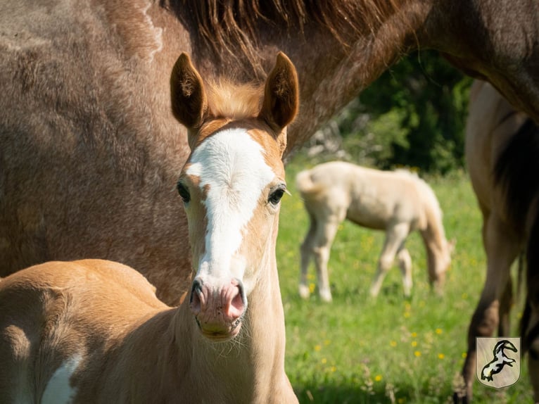 Berber Stallion 4 years 15 hh Sabino in Goe