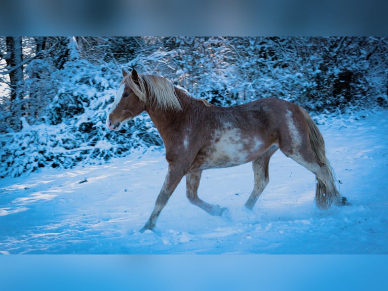 Berber Stallion 4 years 15 hh Sabino in Goe