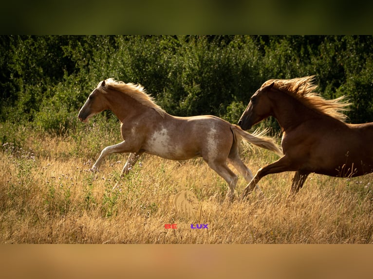 Berber Stallion 4 years 15 hh Sabino in Goe