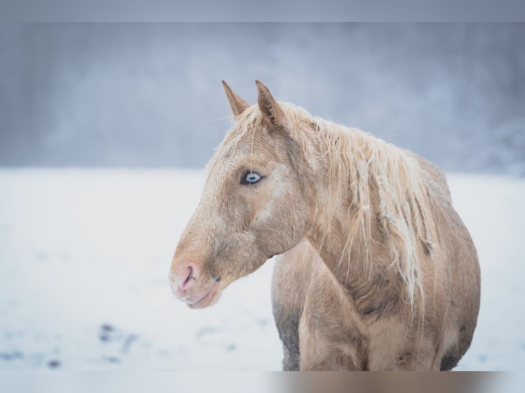 Berber Stallion 4 years 15,1 hh Sabino in Goé