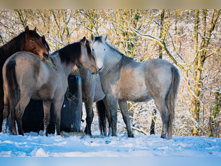 Berber Stallion 5 years 15,1 hh Brown Falb mold in Goe