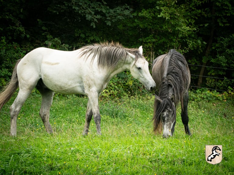 Berber Stallion 5 years 15,1 hh Brown Falb mold in Goe