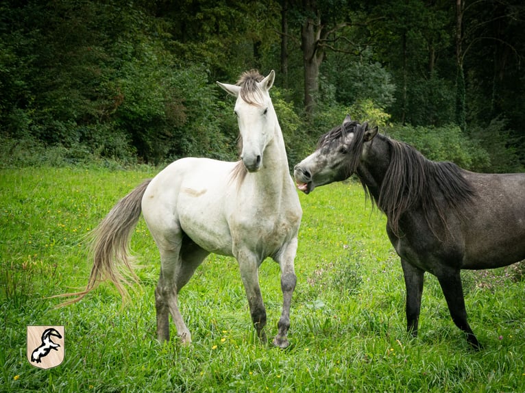 Berber Stallion 5 years 15,1 hh Brown Falb mold in Goe