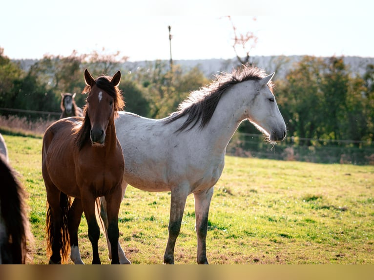 Berber Stallion 5 years 15,1 hh Brown Falb mold in Goe