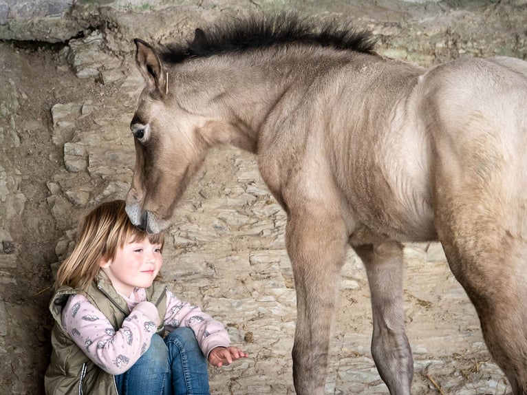 Berber Stallion 5 years 15,1 hh Brown Falb mold in Goe