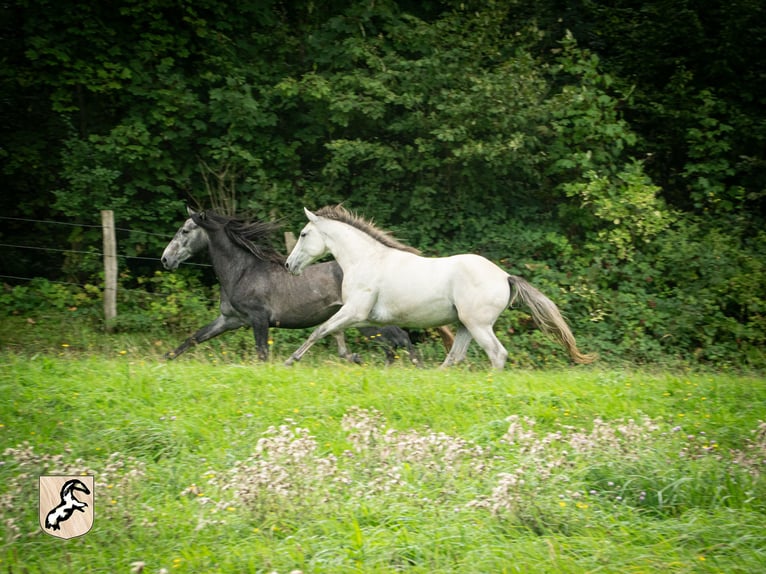 Berber Stallion 5 years 15,1 hh Brown Falb mold in Goe