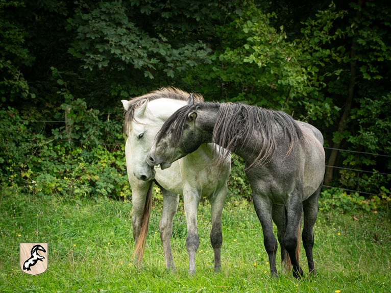 Berber Stallion 5 years 15,1 hh Brown Falb mold in Goe