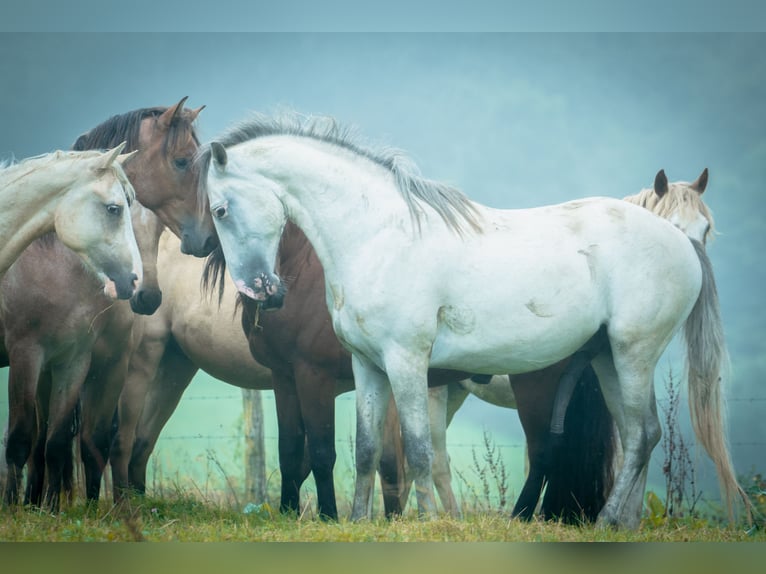 Berber Stallion 6 years 15.2 hh Brown Falb mold in goe