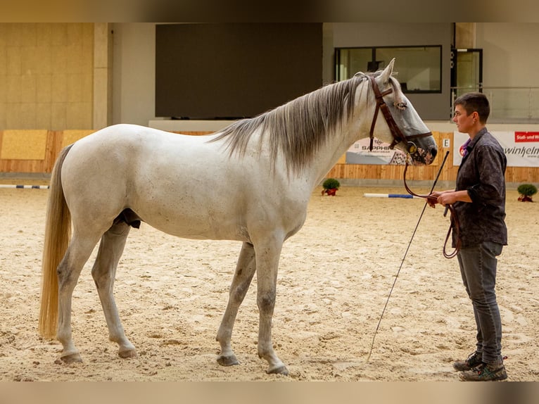 Berber Stallion 6 years 15.2 hh Brown Falb mold in goe