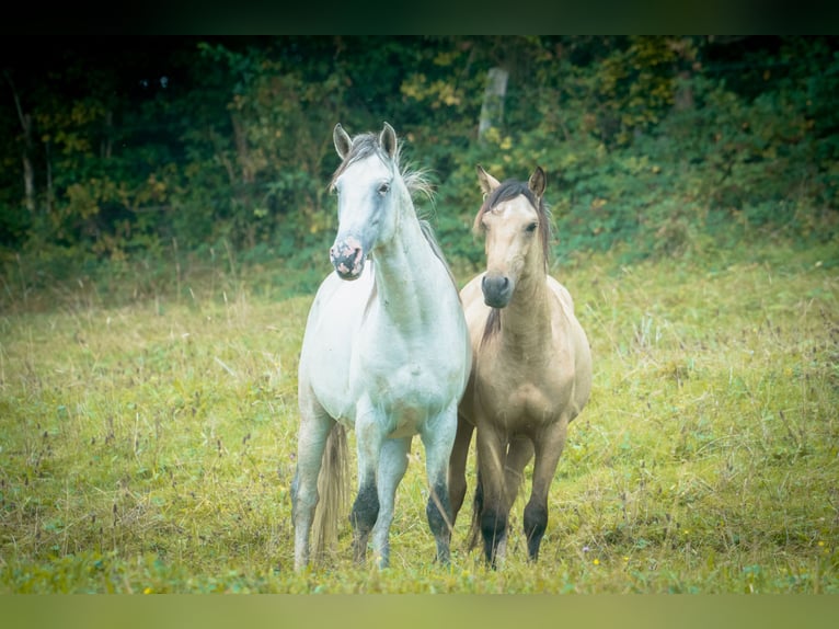 Berber Stallion 6 years 15.2 hh Brown Falb mold in goe