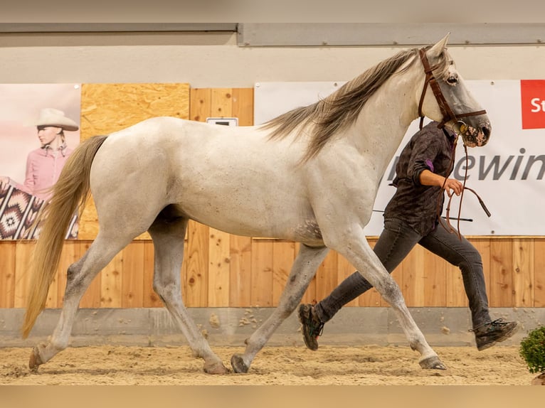 Berber Stallion 6 years 15.2 hh Brown Falb mold in goe
