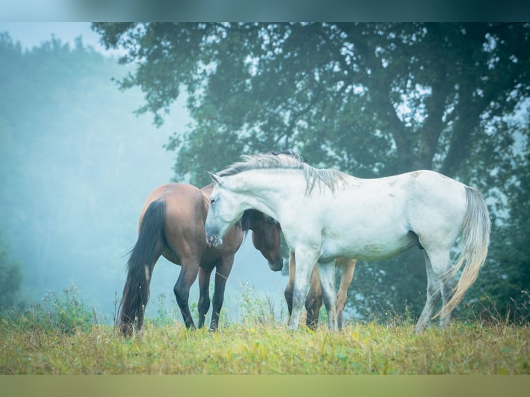 Berber Stallion 6 years 15,2 hh Brown Falb mold in goe