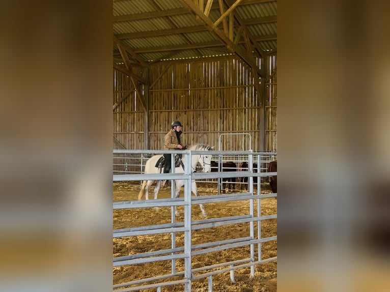 Berber Stallion 6 years 15,2 hh Brown Falb mold in goe