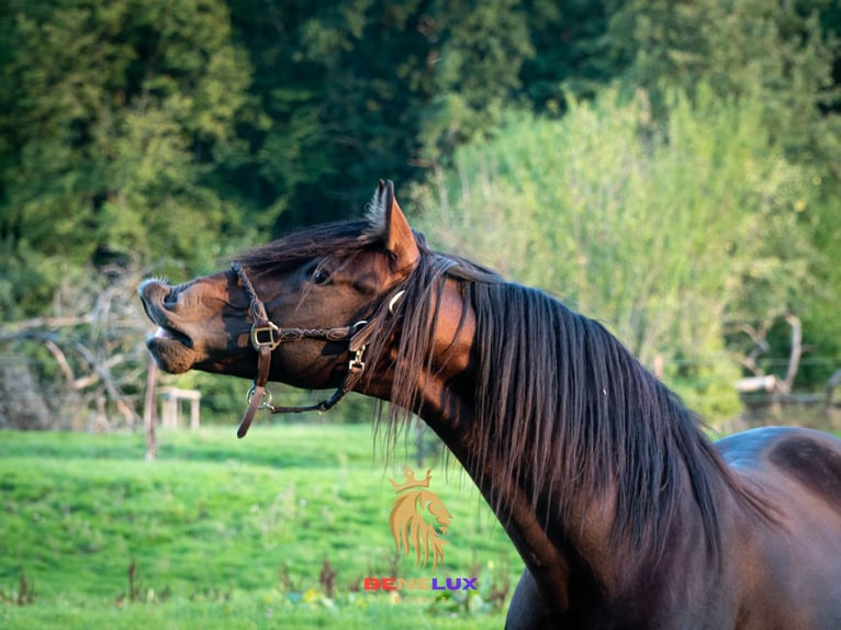 Berber Stallion 8 years 15,1 hh Bay-Dark in Goe