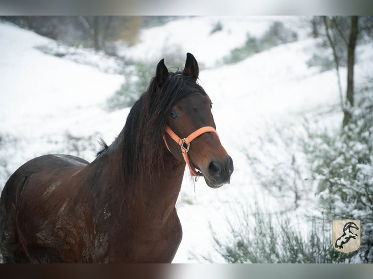 Berber Stallion 8 years 15,1 hh Bay-Dark in Goe