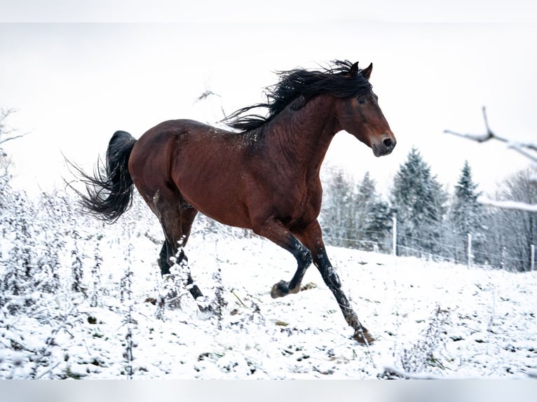 Berber Stallion 8 years 15,1 hh Bay-Dark in Goe