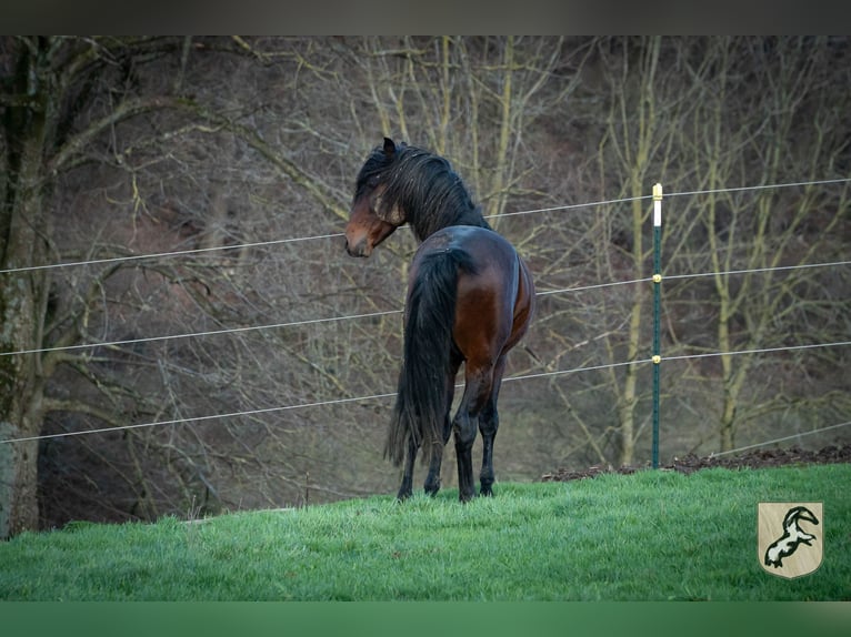 Berber Stallion 8 years 15,1 hh Bay-Dark in Goe