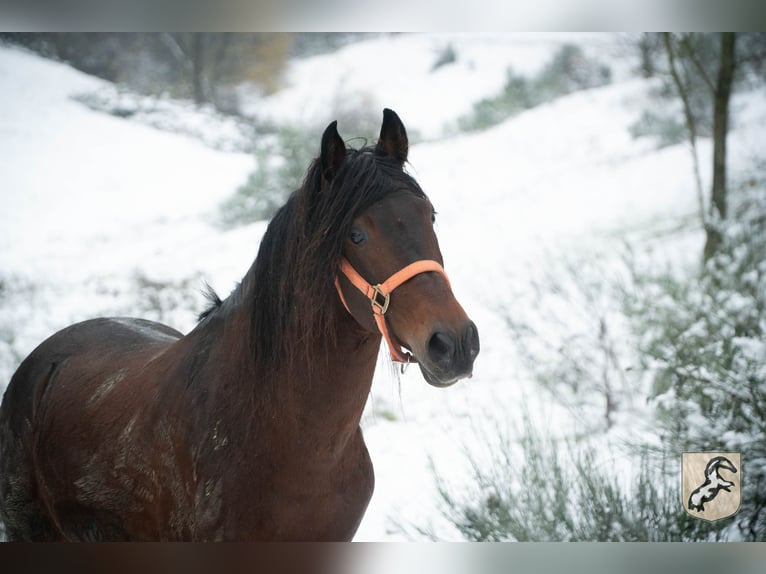 Berber Stallion 9 years 15.1 hh Bay-Dark in Goe