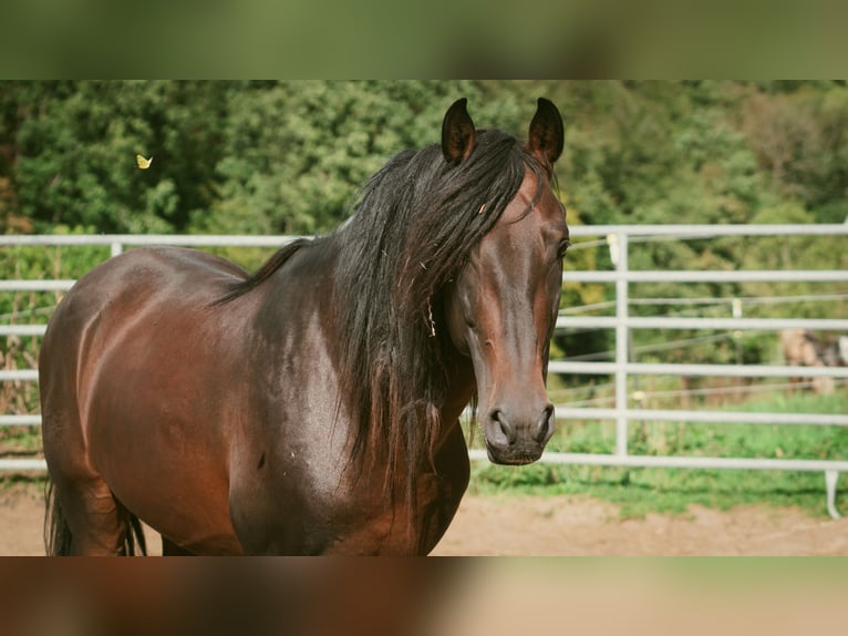 Berber Stallion 9 years 15.1 hh Bay-Dark in Goe