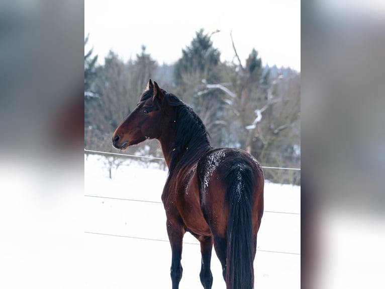 Berber Stallion 9 years 15,1 hh Bay-Dark in Goe