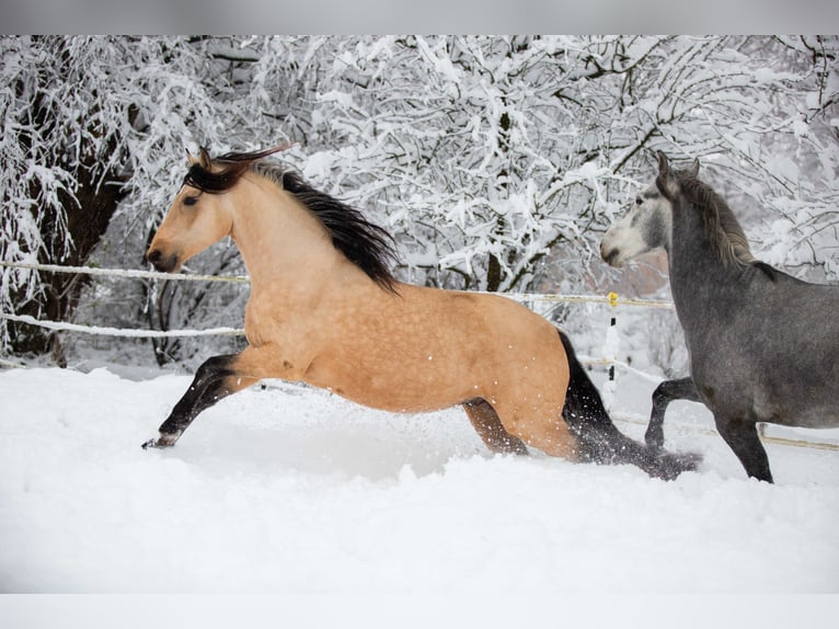 Berber Stallion Buckskin in Neuhaus am Inn