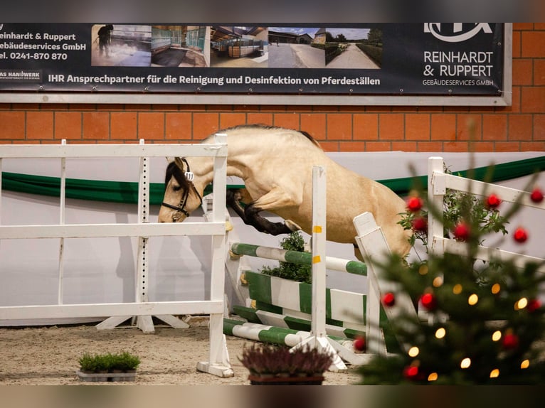 Berber Stallion Buckskin in Neuhaus am Inn