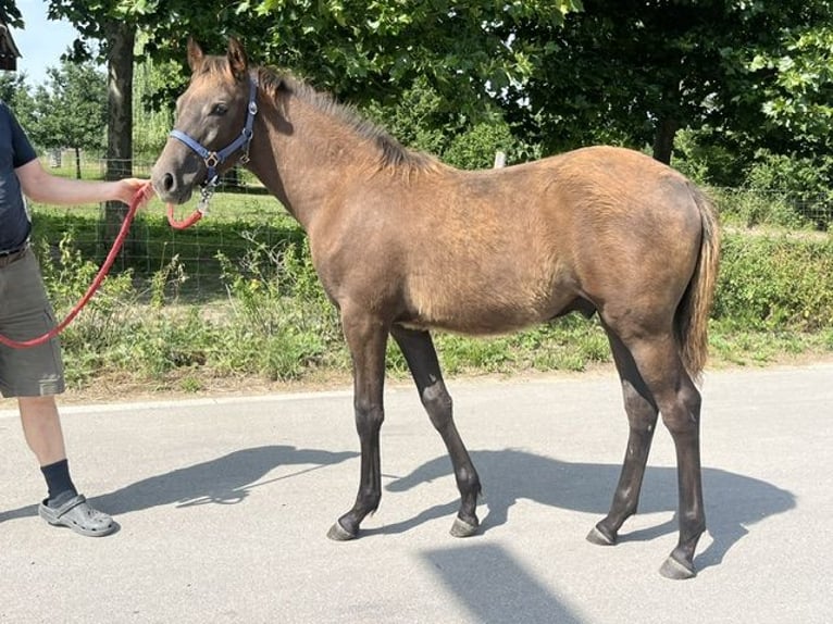 Berber Stallion Foal (02/2026) 15.1 hh  in Ochsenhausen
