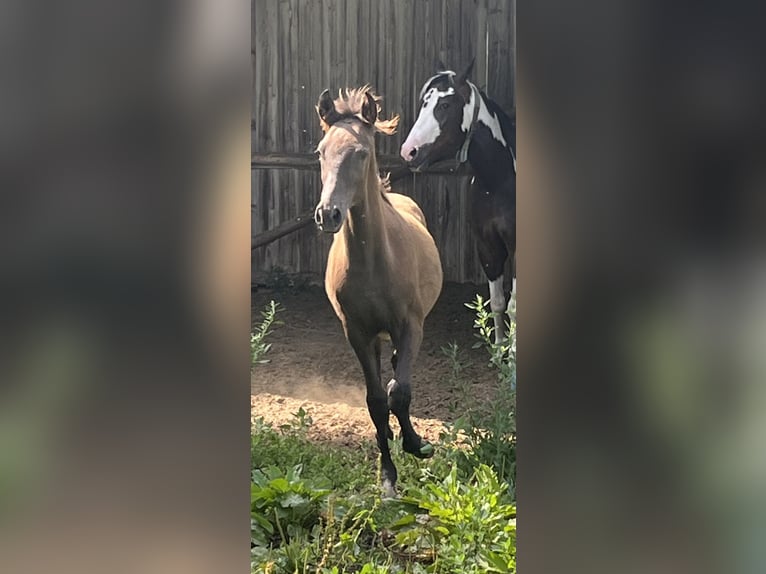 Berber Stallion Foal (02/2026) 15.1 hh  in Ochsenhausen