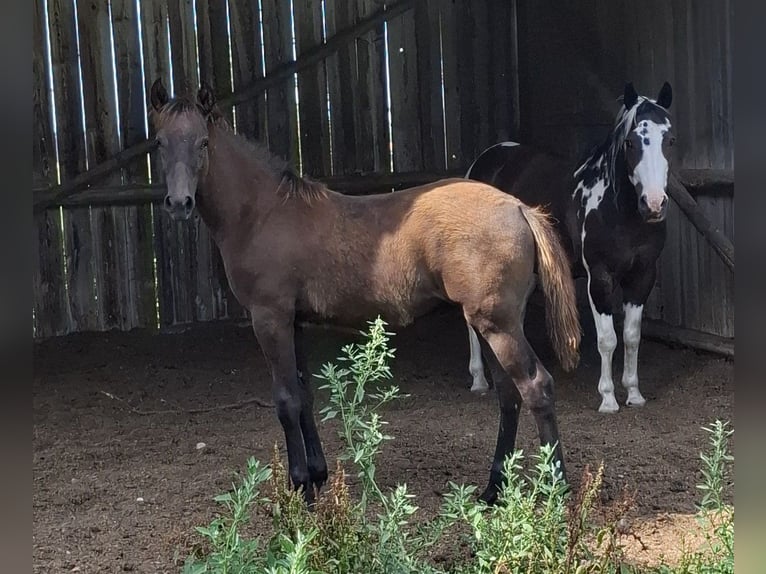 Berber Stallion Foal (02/2026) 15.1 hh  in Ochsenhausen
