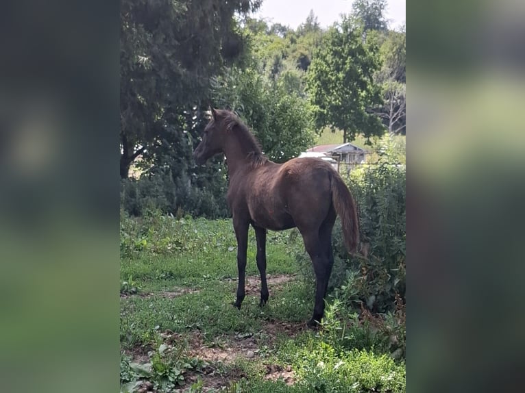 Berber Stallion Foal (02/2026) 15.1 hh  in Ochsenhausen