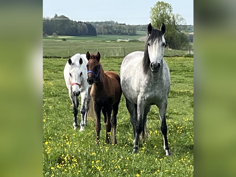 Berber Stallion Foal (02/2026) 15.1 hh  in Ochsenhausen