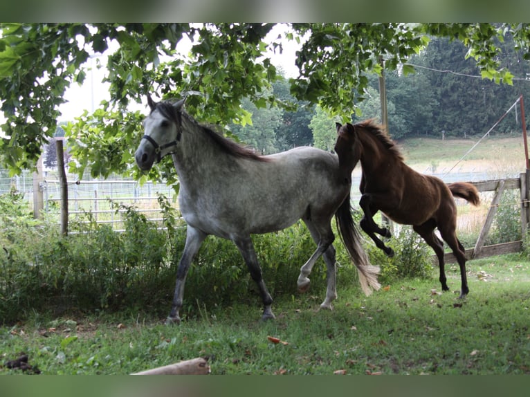 Berber Stallion Foal (02/2026) 15.1 hh  in Ochsenhausen