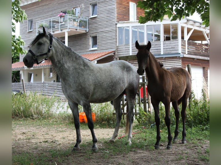 Berber Stallion Foal (02/2026) 15.1 hh  in Ochsenhausen