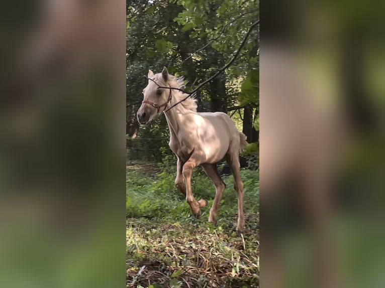 Berber Stallion Foal (04/2026) 15.1 hh Palomino in Bad Endbach