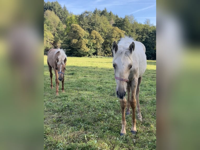 Berber Stallion Foal (04/2026) 15.1 hh Palomino in Bad Endbach