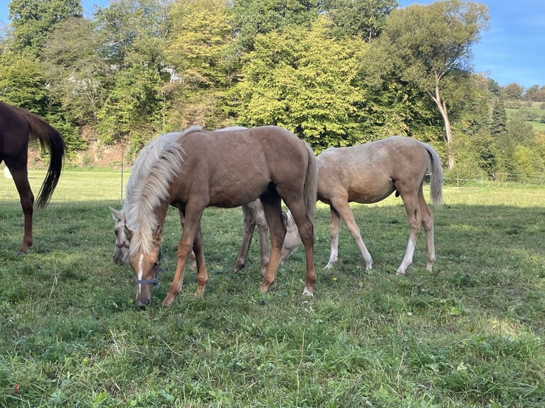 Berber Stallion Foal (04/2026) 15.1 hh Palomino in Bad Endbach