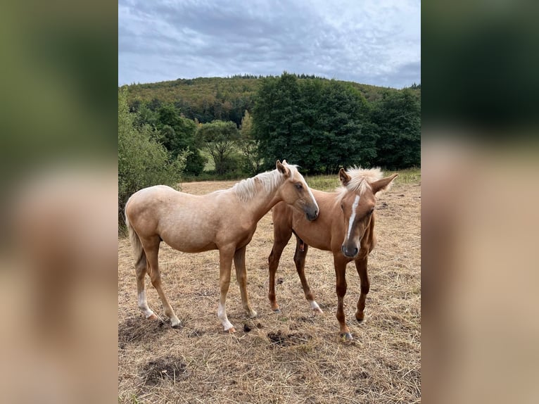 Berber Stallion Foal (04/2026) 15.1 hh Palomino in Bad Endbach