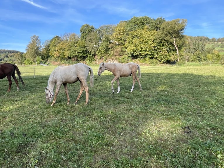 Berber Stallion Foal (04/2026) 15.1 hh Palomino in Bad Endbach